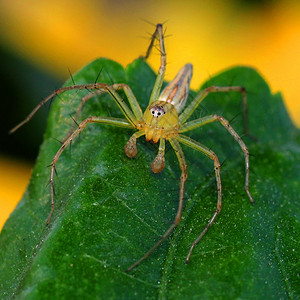 行动昆虫学家自然界中美丽的蜘蛛缝合图片