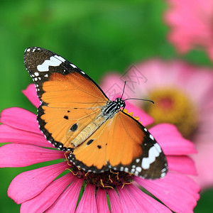 森林花朵上美丽的蝴蝶飞行门户14图片