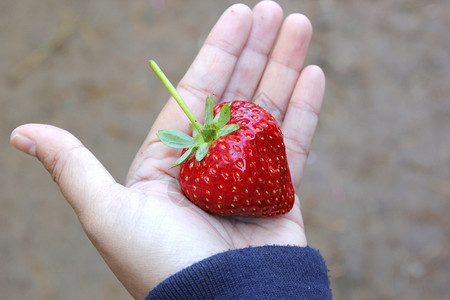 手心里的草莓图片