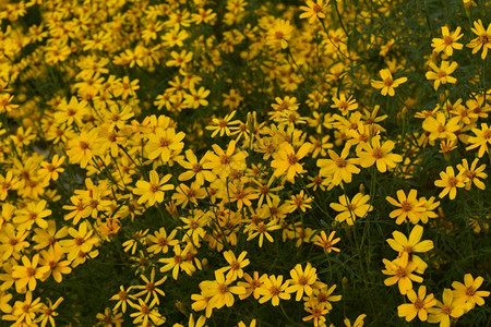心缩花朵上的明亮黄色花瓣漂的美丽绽放图片