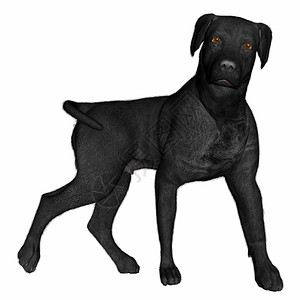巧克力拉布拉多犬黑色拉布多狗站在白色背景中被孤立3D让黑色拉布多狗站立3D纯种拉布多犬动物设计图片
