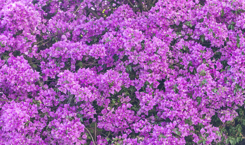 绽放盛开质地紫色花朵纹理特写图片