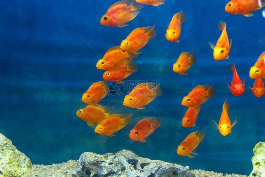蓝底的橙红色鹦鹉cichlidfishes群野生动物团体热带图片