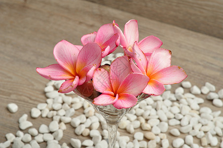 美丽的鸡蛋花素馨用于装饰的容器中粉frangipani花朵背景