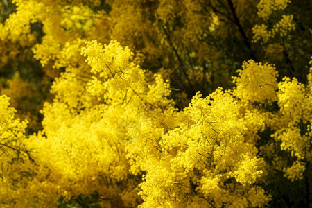 开花浅的植物聚焦明亮黄毛树花朵图片