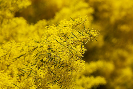 花的春天浅聚焦明亮黄毛树花朵束图片
