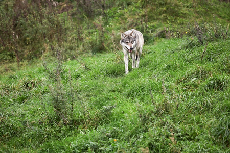 丹麦灰色的犬类大自然中狼图片