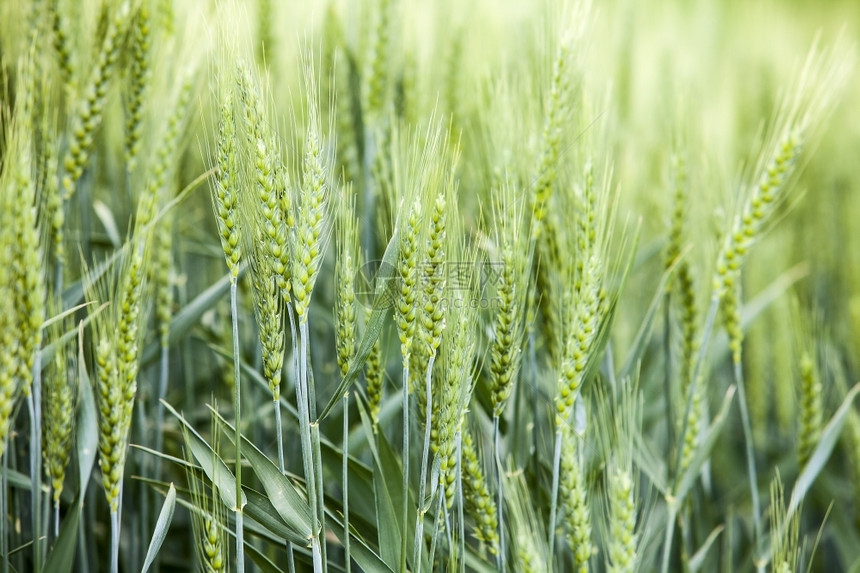 2015年8月p粮食一个详细视图显示了华盛顿州东部Palouse地区的小麦田谷物内核果实节目图片