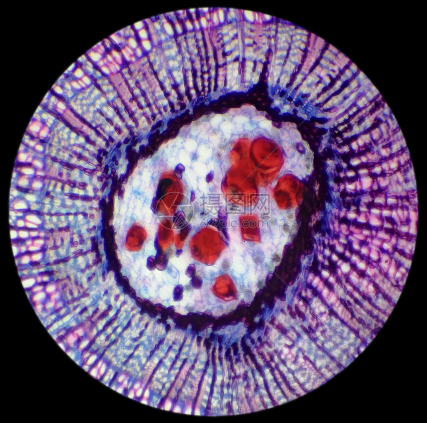 椴木植物学BasswoodStemCS显微镜下的干木制圆工厂的横截面菩提树图片