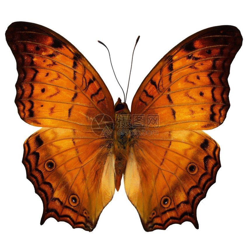 常见的自然流浪汉橙蝴蝶普通巡洋舰蝴蝶Vindulaerota上翼剖面白底隔离图片