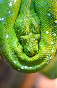 蛇夫座野生动物近距离拍摄天然模糊本底绿树青色背景莫雷利亚爬虫背景