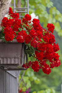 旅行德国Mosel河Beilstein村门上的红宝石花盆户外锅背景图片