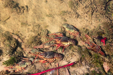 自然动物河流中的癌症与透明水在河里沙子上有透明的水癌甲壳类图片