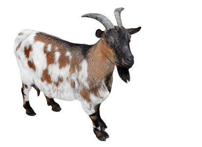 跳山羊自然喇叭农业全长的山羊完被孤立在白色有趣的和棕褐雌山羊上紧闭农场动物背景