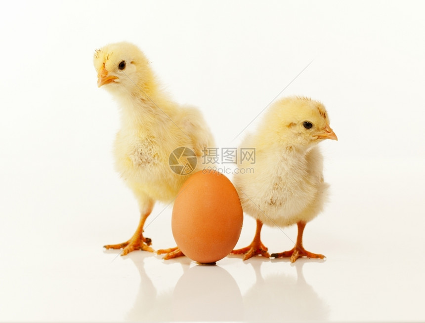 两只新生小鸡和鸡蛋图片