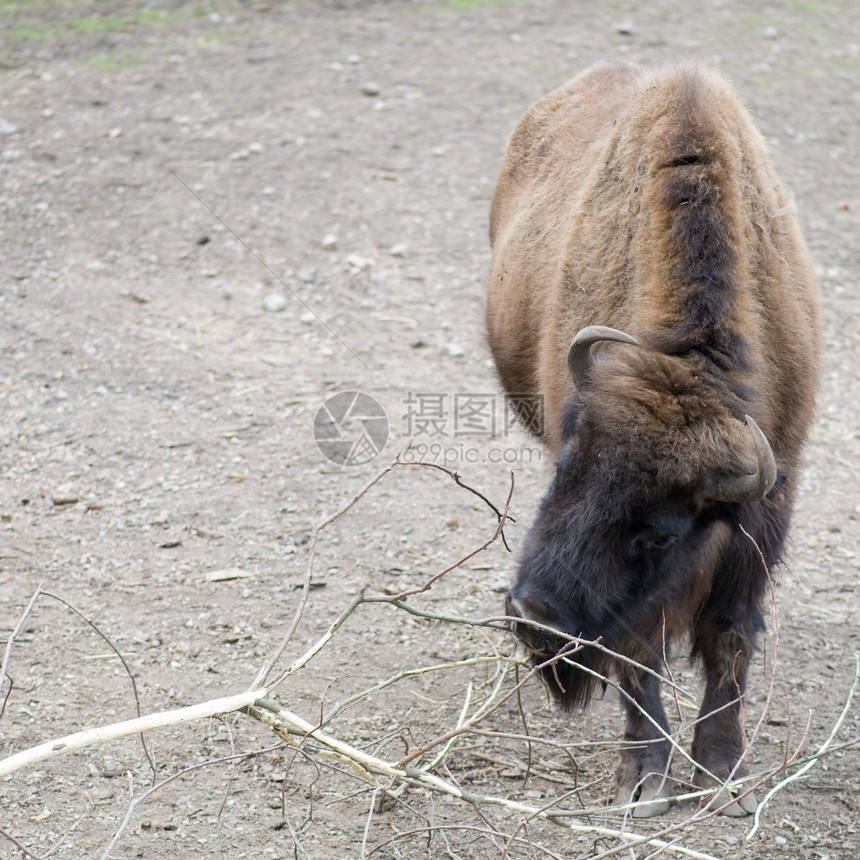 欧洲野牛比辛恩德苏在树枝吃分支奖金濒危图片