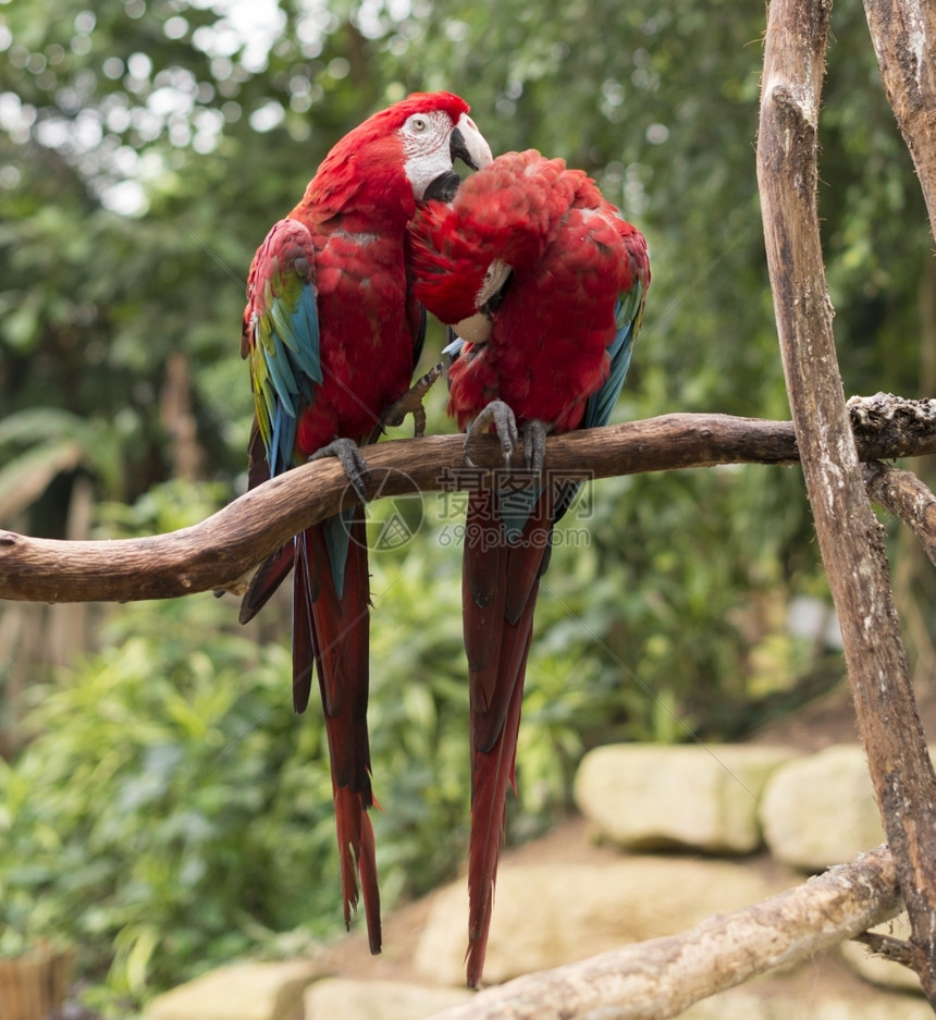 两对红鹦鹉在树上相爱动物园明亮的野生动物图片