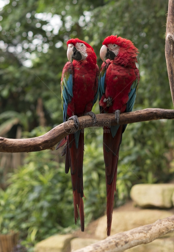 金刚鹦鹉红色的动物园两对红鹦鹉在树上相爱图片