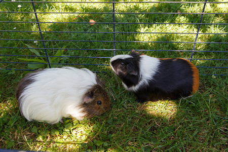 哺乳动物棕色的击在花园草地的铁丝栅栏上几内亚猪图片