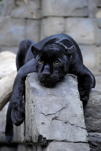 黑美洲豹休息肖像荒野一种图片