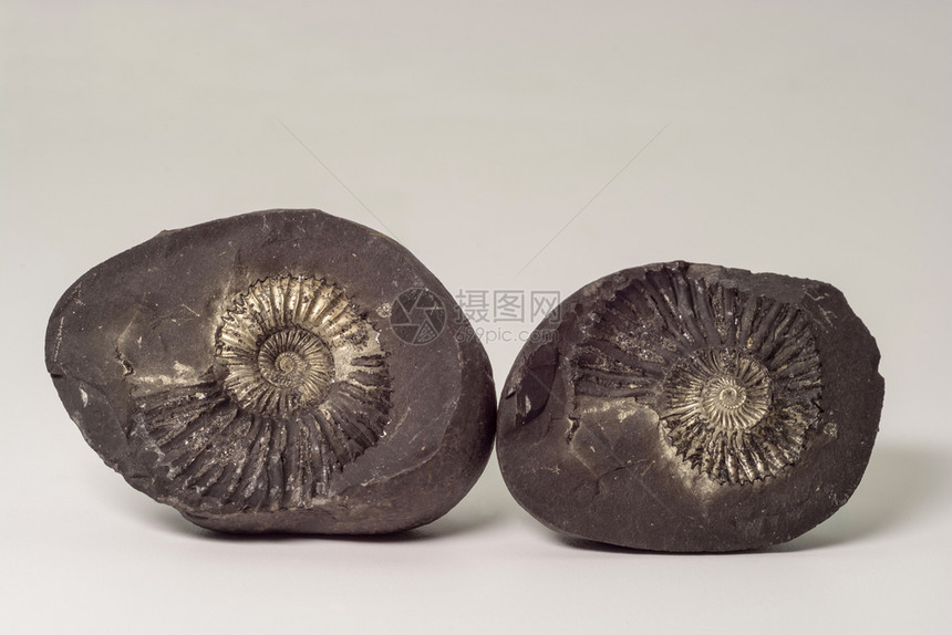 史前来自尼泊尔穆克蒂纳特周围地区的石灰或沙拉格姆与化石壳动物头足类图片