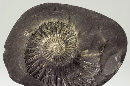 史前进化地质学来自尼泊尔穆克蒂纳特周围地区的石灰或沙拉格姆与化石壳图片