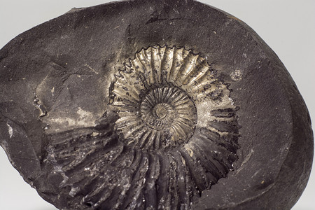 史前古老的来自尼泊尔穆克蒂纳特周围地区的石灰或沙拉格姆与化石壳自然图片