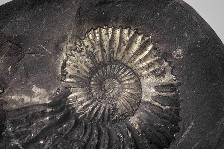 进化蜗牛贝壳来自尼泊尔穆克蒂纳特周围地区的石灰或沙拉格姆与化石壳背景