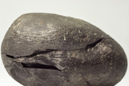 来自尼泊尔穆克蒂纳特周围地区的石灰或沙拉格姆与化石壳头足类进动物图片