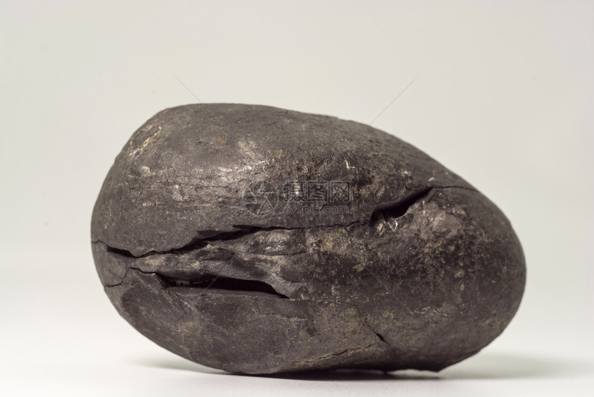 结石穆克提纳特贝壳来自尼泊尔穆克蒂纳特周围地区的石灰或沙拉格姆与化石壳图片