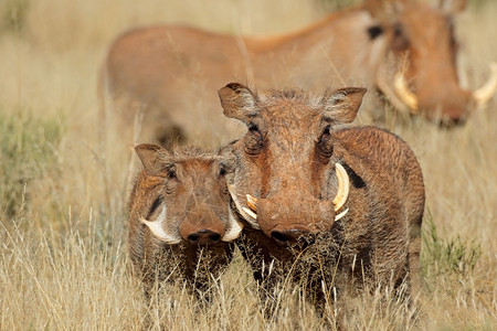 野生动物荒南部非自然栖息地的洲疣猪图片