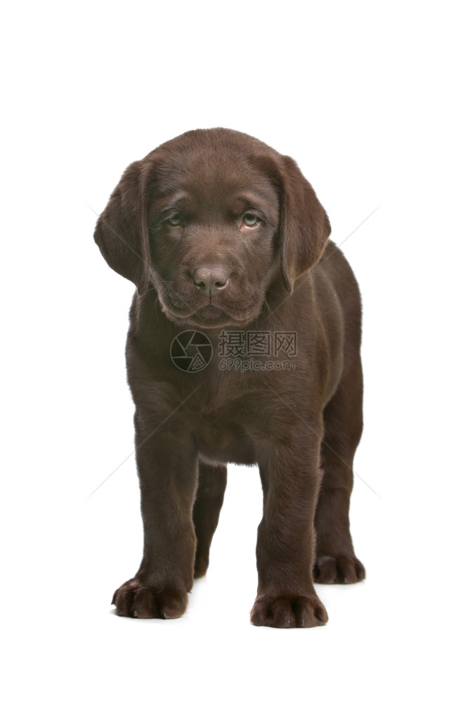 拉布多犬巧克力布多小狗在白色背景前的巧克力拉布多小狗在室内工作图片