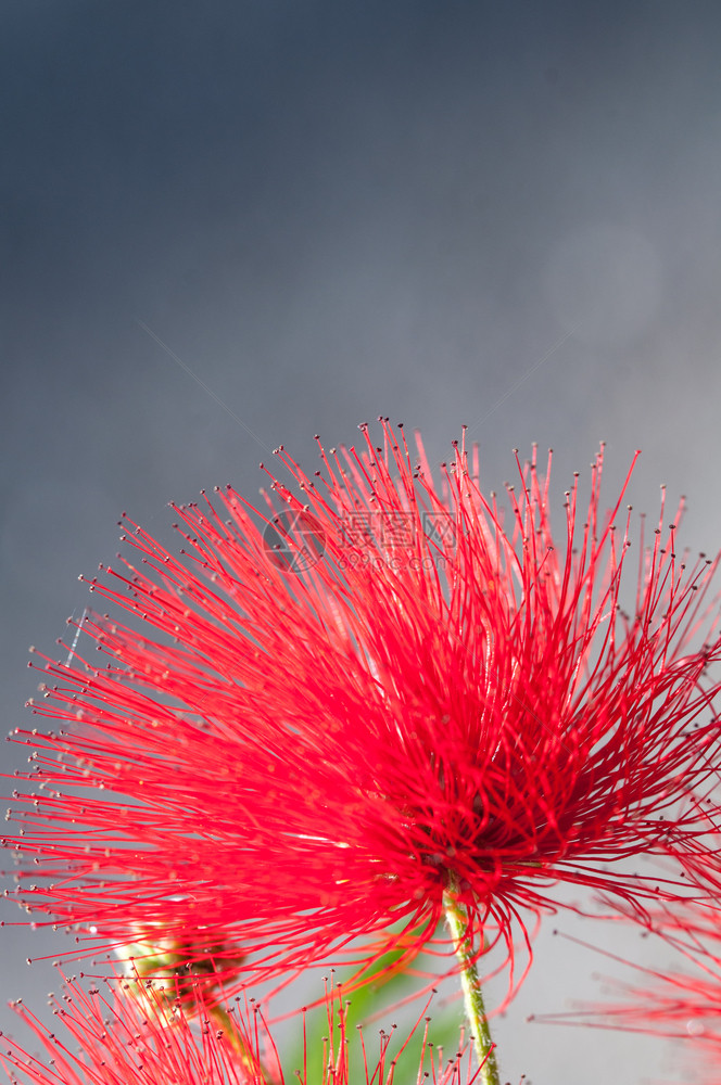赤红叫Metrosiderosexcelsa深红色花朵的特写镜头也称为新西兰圣诞树花朵深红色的特写镜头自然图片