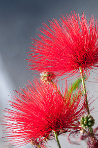开花瓣植物Metrosiderosexcelsa深红色花朵的特写镜头也称为新西兰圣诞树花朵深红色的特写镜头背景图片