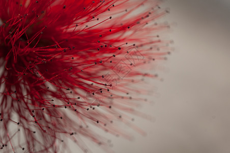圣诞节明亮的Metrosiderosexcelsa深红色花朵的特写镜头也称为新西兰圣诞树花朵深红色的特写镜头红色背景图片