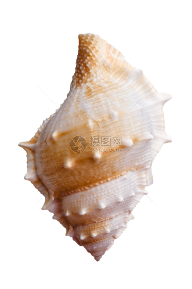 白色背景上孤立的海壳Seashell动物空的生活图片