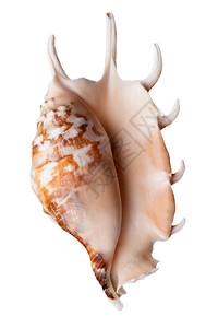 装饰风格白色背景上孤立的海壳Seashell贝类斯克莱兹涅夫图片