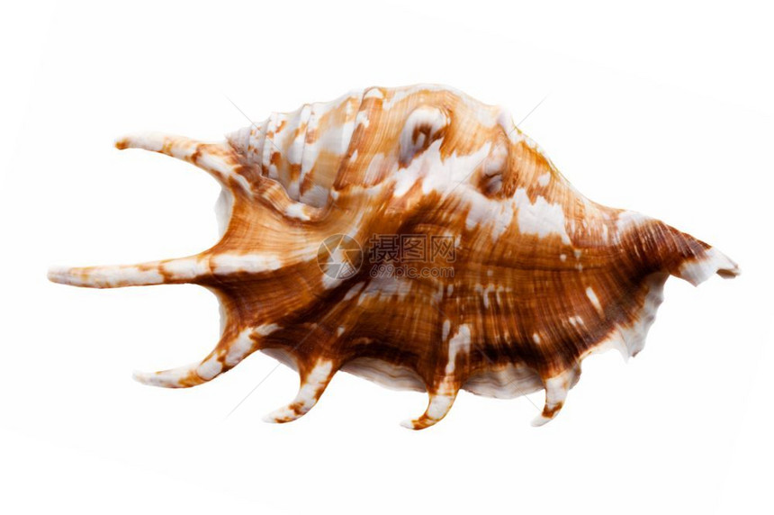 自然装饰风格螺旋白色背景上孤立的海壳空图片