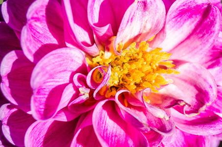 丰富多彩的明亮色多Dahlia花自然背景盛开高清图片