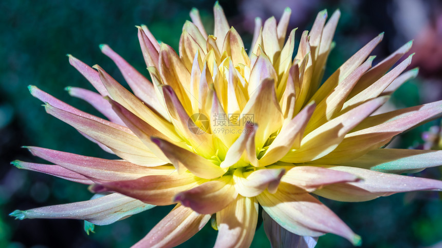 花瓣色彩多的Dahlia花自然背景精美的丽图片