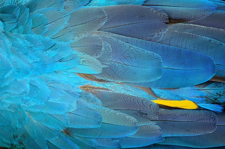 宠物色彩多的鸟羽毛蓝色和金麦考羽毛背景热带翅膀图片