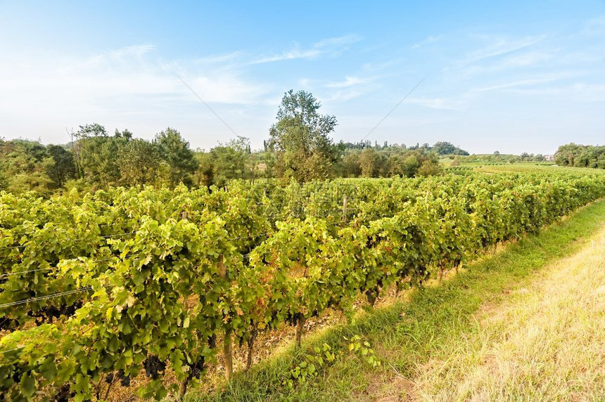 乡村景观包括葡萄园农林景色和村全葡萄酒栽培收成图片