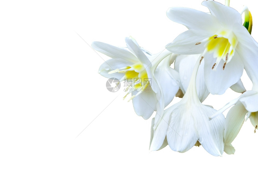 装饰风格白色背景的卡德威尔莉湿的开花图片