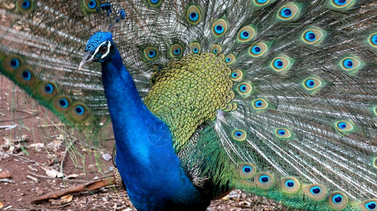 热带野生动物孔雀关闭显示它的美丽羽毛丰富多彩的图片
