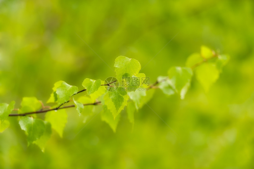 柔软的年轻新鲜树叶新鲜绿色背景的树叶图片