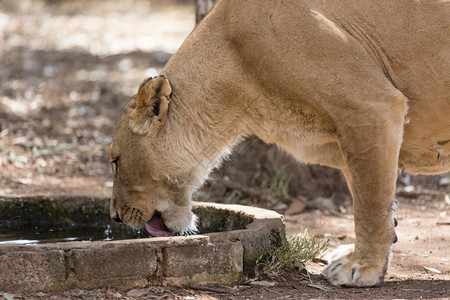 喝水的大狮子背景图片