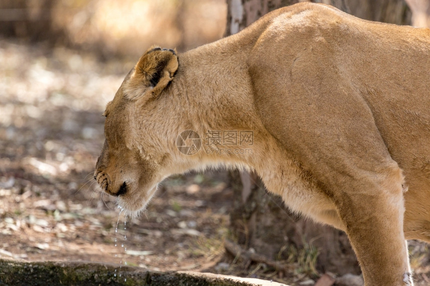 非洲人成年女狮子从一个小水井里喝肉食动物贝拉丘图片