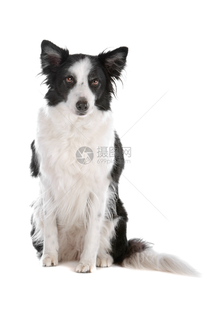 服从白种背景被隔离的边疆牧羊犬一种动物图片