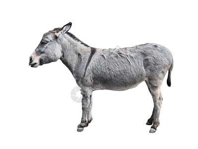 驴蹄子面哺乳动物白色的高清图片
