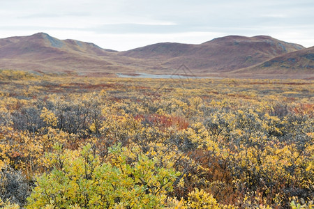 格陵兰景观山地黄叶和棕色树的格陵兰风景灌木丛情绪植物图片